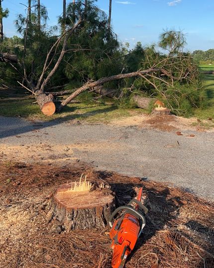 Chainsaw on the ground near a freshly cut tree stump and fallen tree in a rural clearing