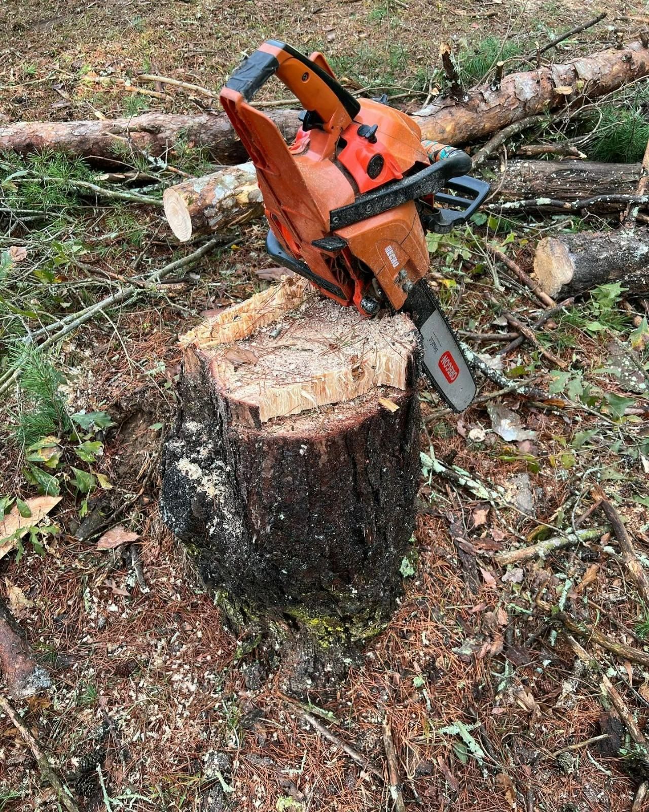 Orange chainsaw resting on a cut tree stump in a wooded area with fallen logs and wood chips.