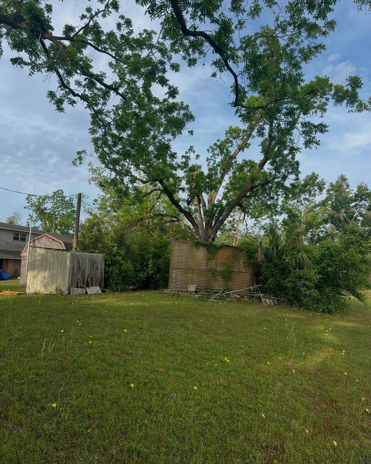 Grassy yard with a large leafy tree, a small shed, and blue sky overhead.