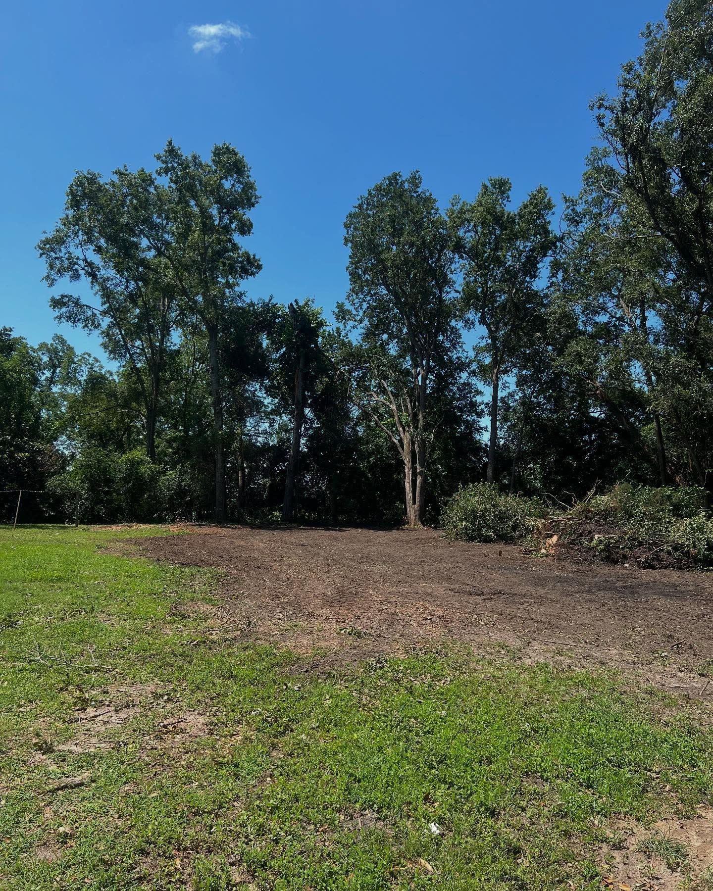 Grassy clearing with a bare dirt patch, framed by tall green trees under a bright blue sky.