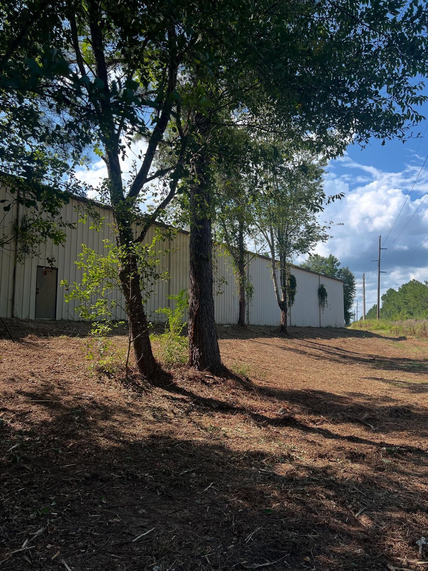 Tree-shaded dirt lot beside white buildings under a bright blue sky