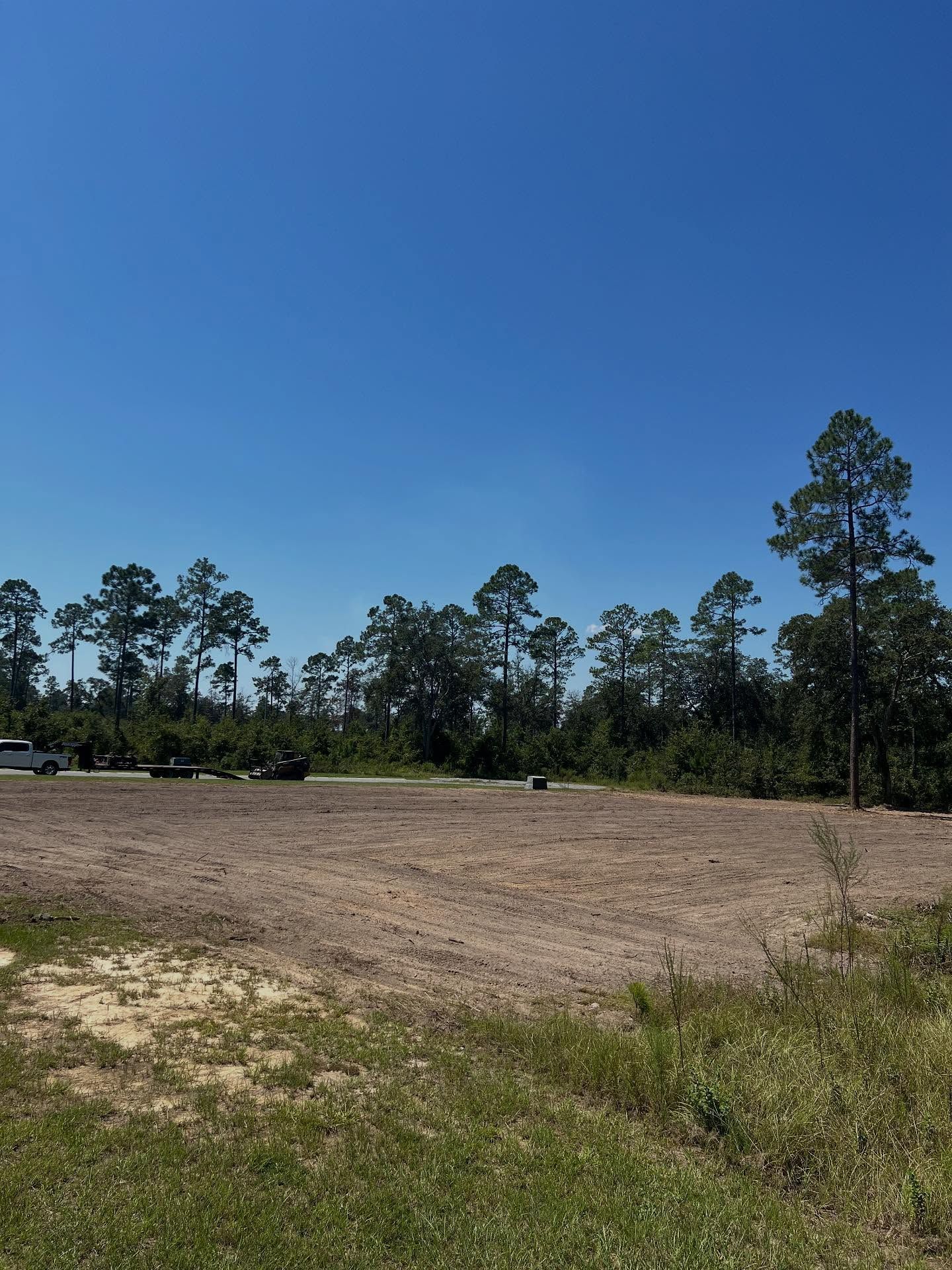 Open dirt field under a clear blue sky, bordered by tall pine trees and grass.