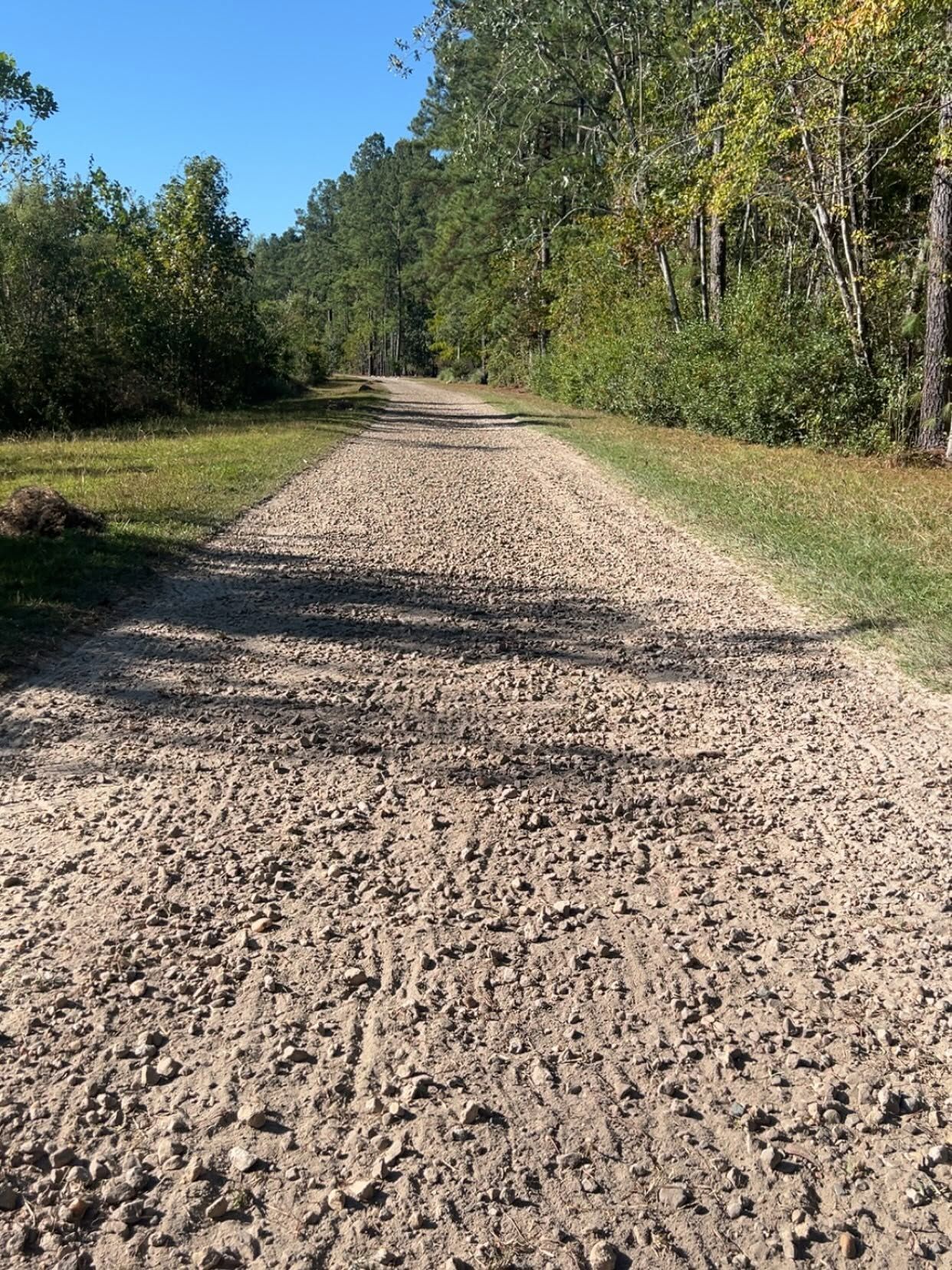 Gravel road through a sunny wooded area with trees lining both sides