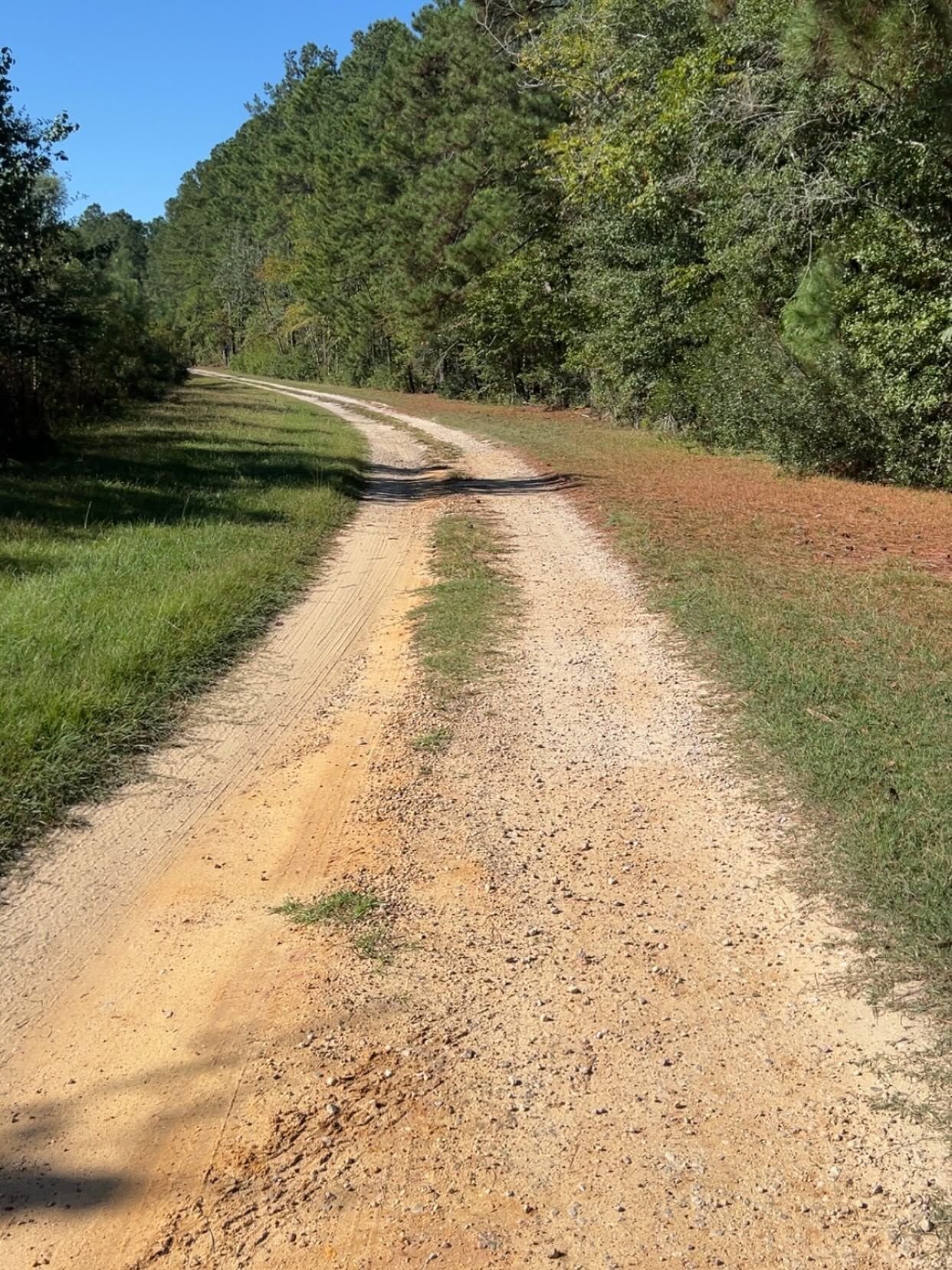 Dirt road curving through green trees under a clear sky, with grassy shoulders and gravel surface