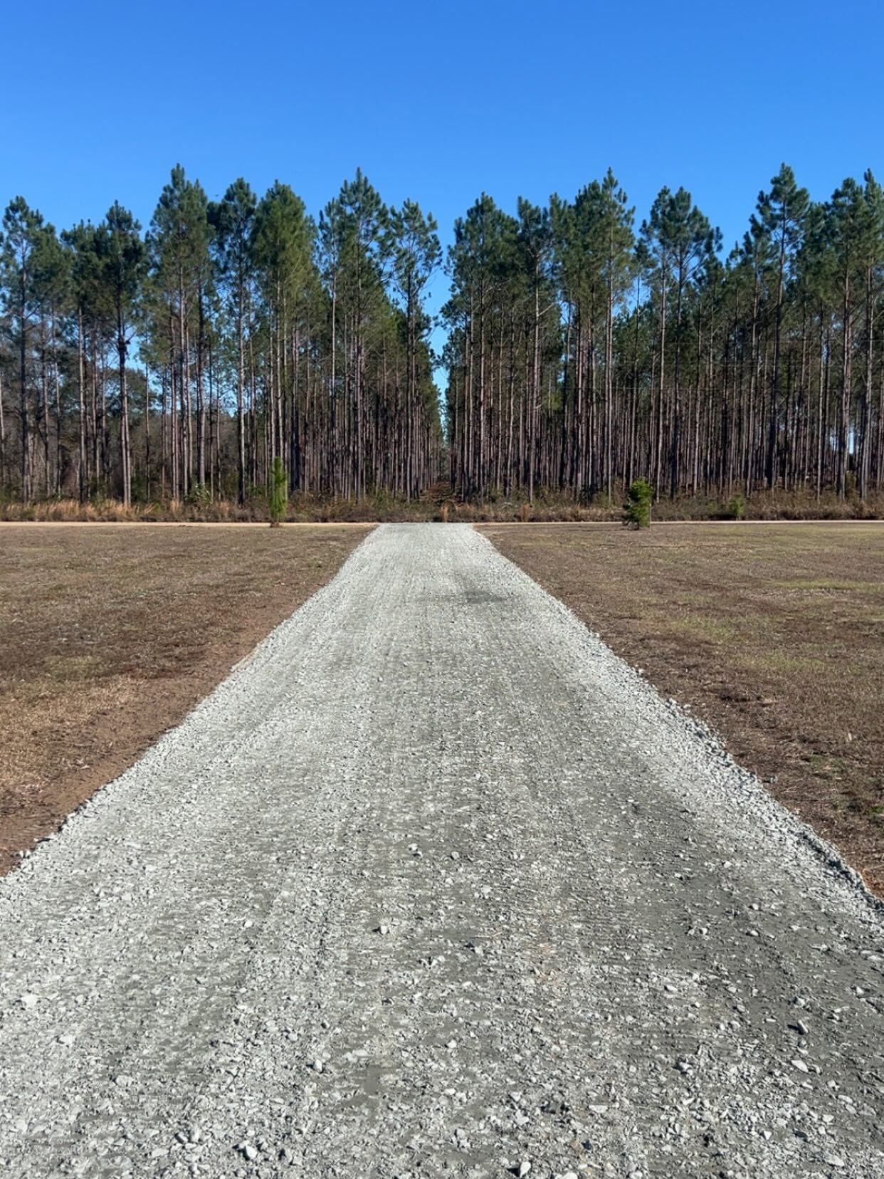 Gravel path leading through a dry field toward a line of tall pine trees under a blue sky