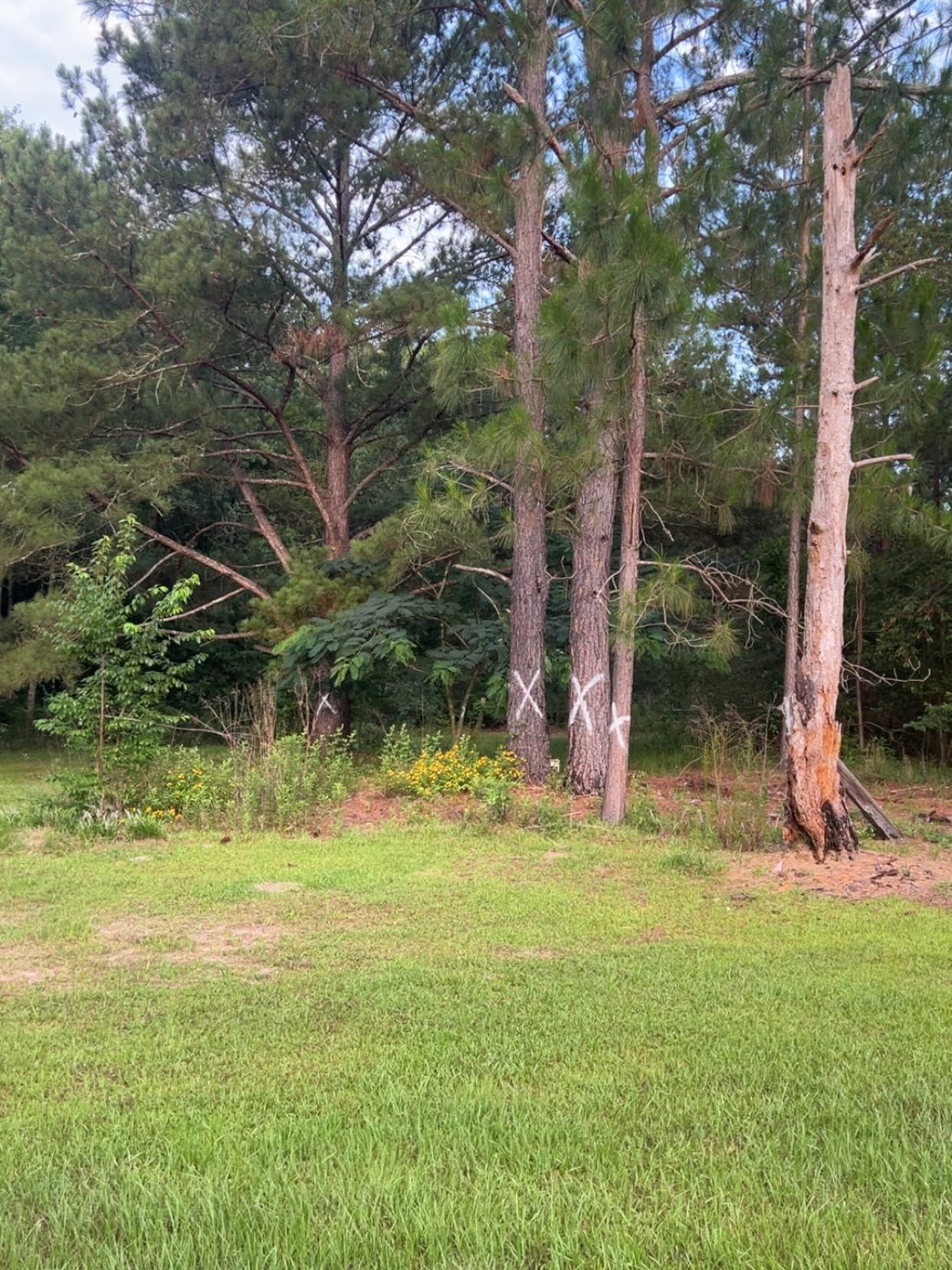 Grassy clearing with pine trees and dense green brush along the edge of a wooded area
