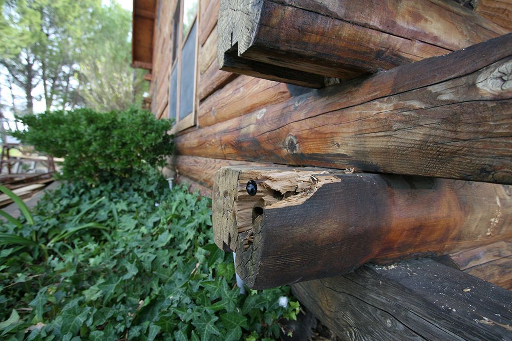 Rotting wooden log cabin corner with broken beam and ivy growing beside it