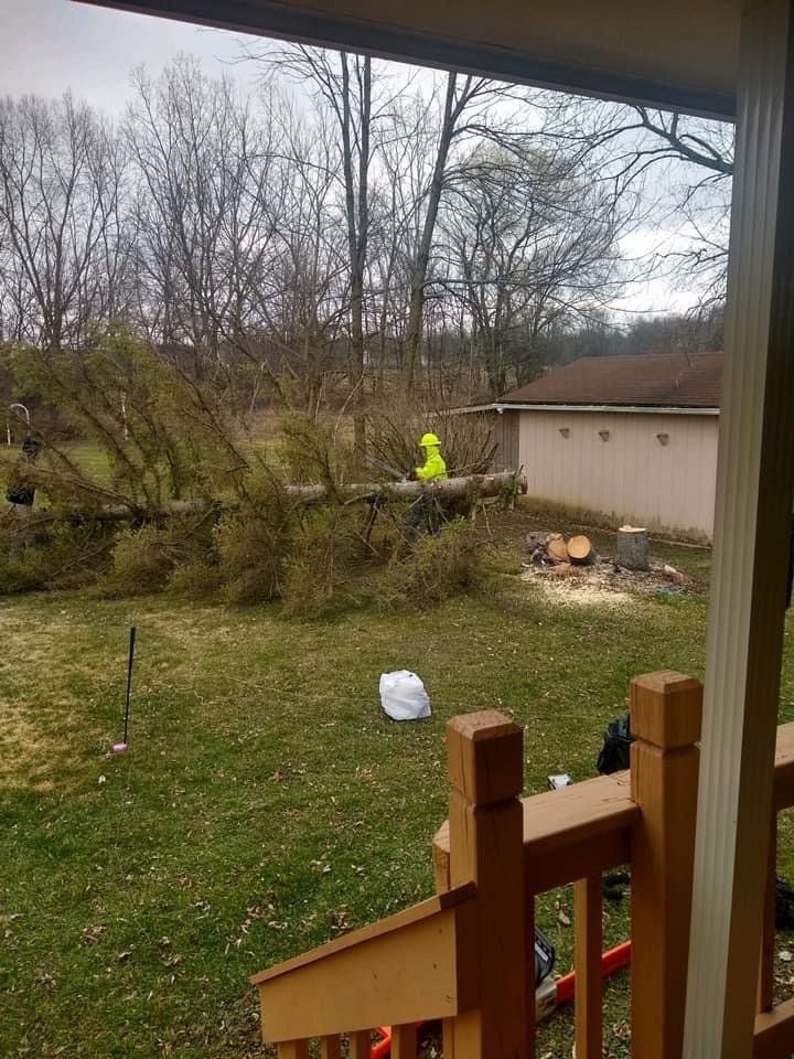 A tree surgeon is cutting a tree in a backyard. tree removal