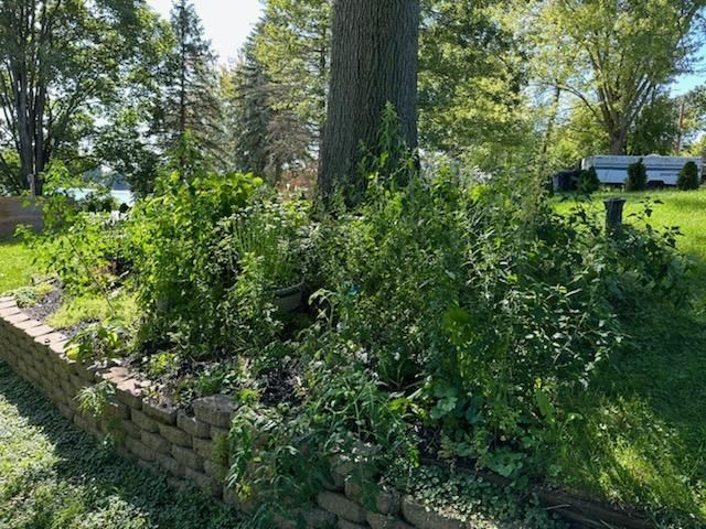 A stone wall surrounded by plants and trees in a yard. mulch