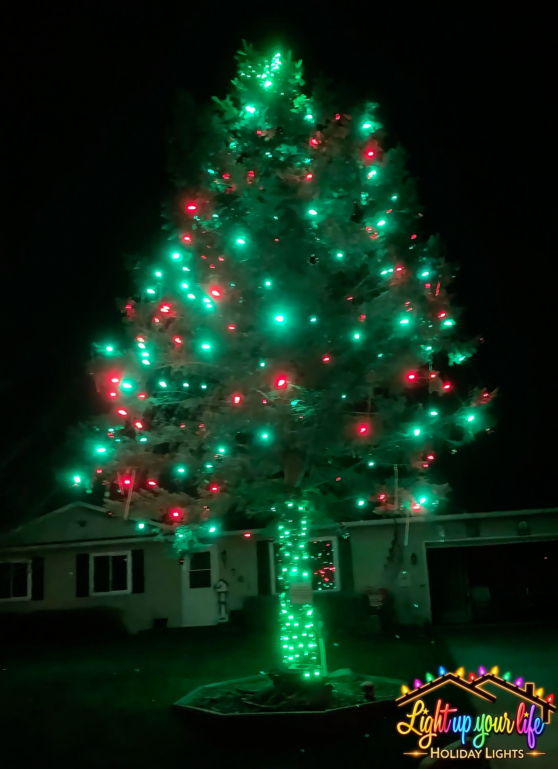 Green and Red c9 professional bright lights on a pine tree  in Lapeer Michigan. 