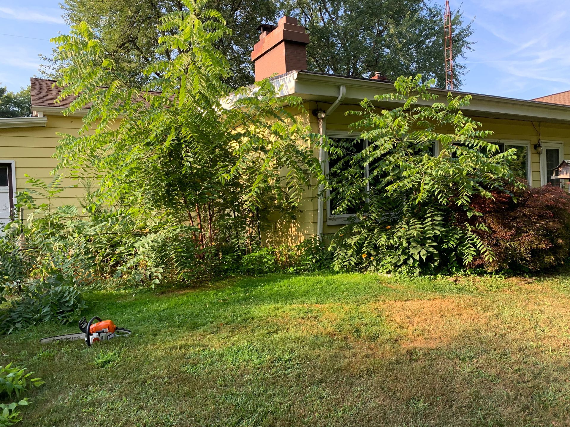 A yellow house with a lot of bushes and trees in front of it. tree trimming