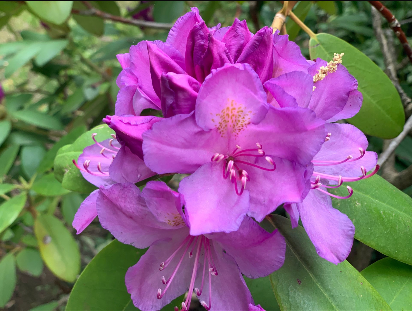 A close up of a purple flower with green leaves in the background. flower
