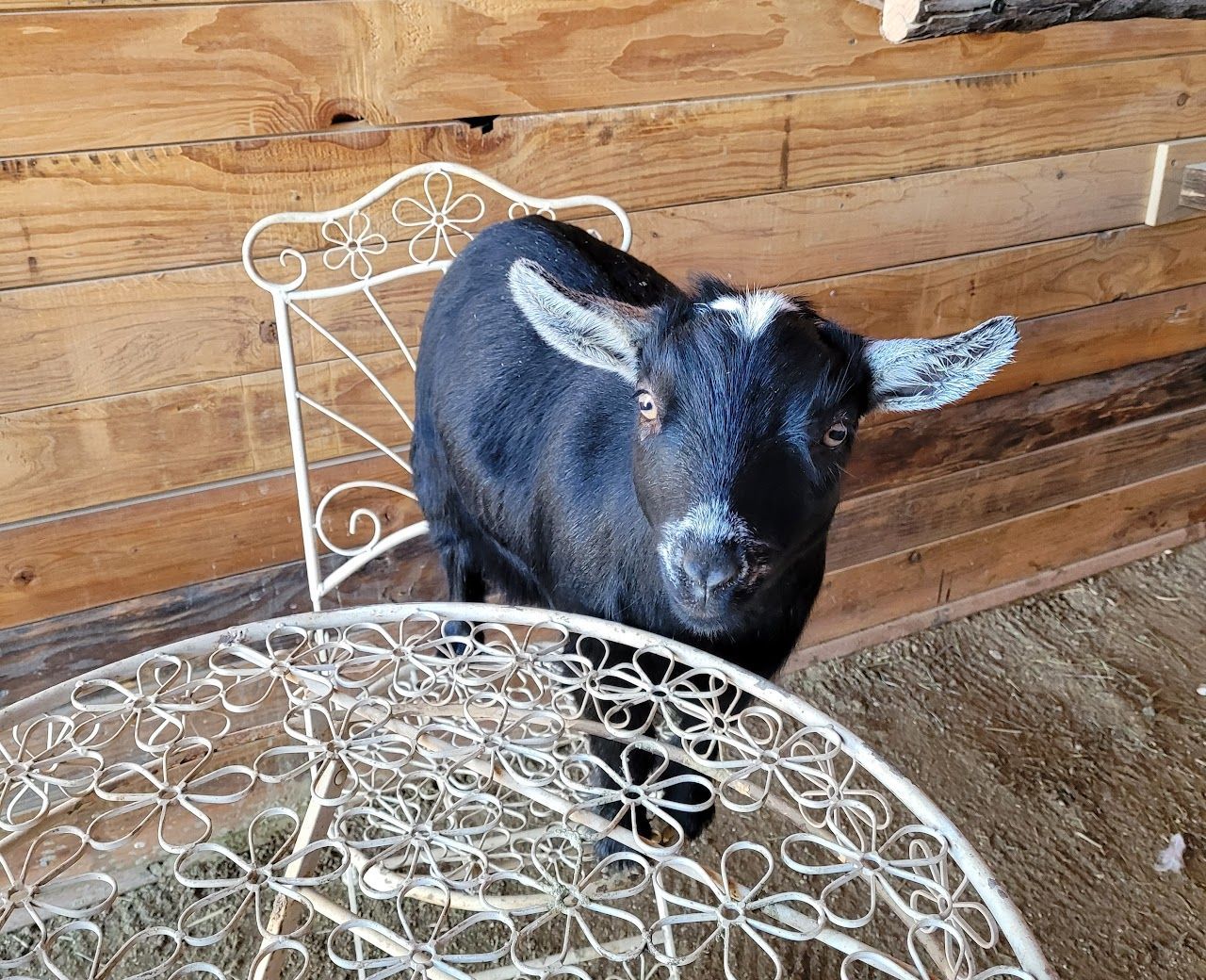 Black goat with white face markings stands near a decorative white metal chair and table in a wooden-walled enclosure.