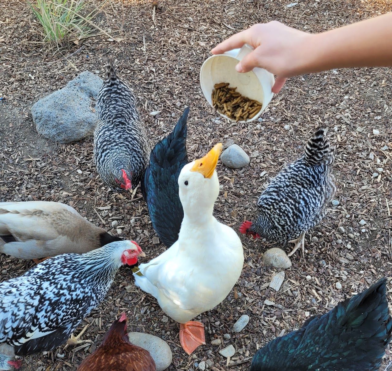 Person feeding a flock of chickens and a duck with food from a white container.