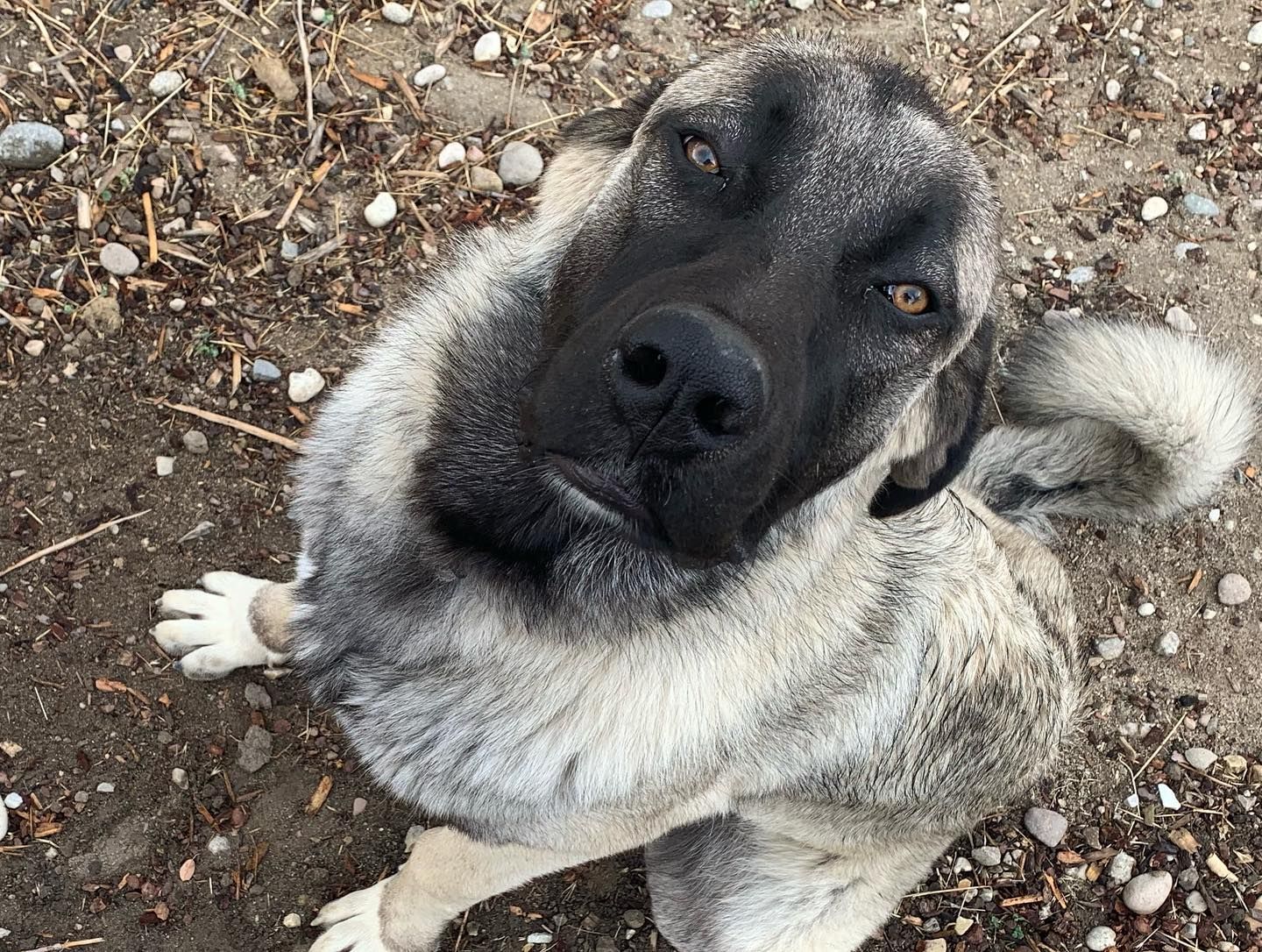 Large dog with a gray and black face looking up, sitting on dirt.