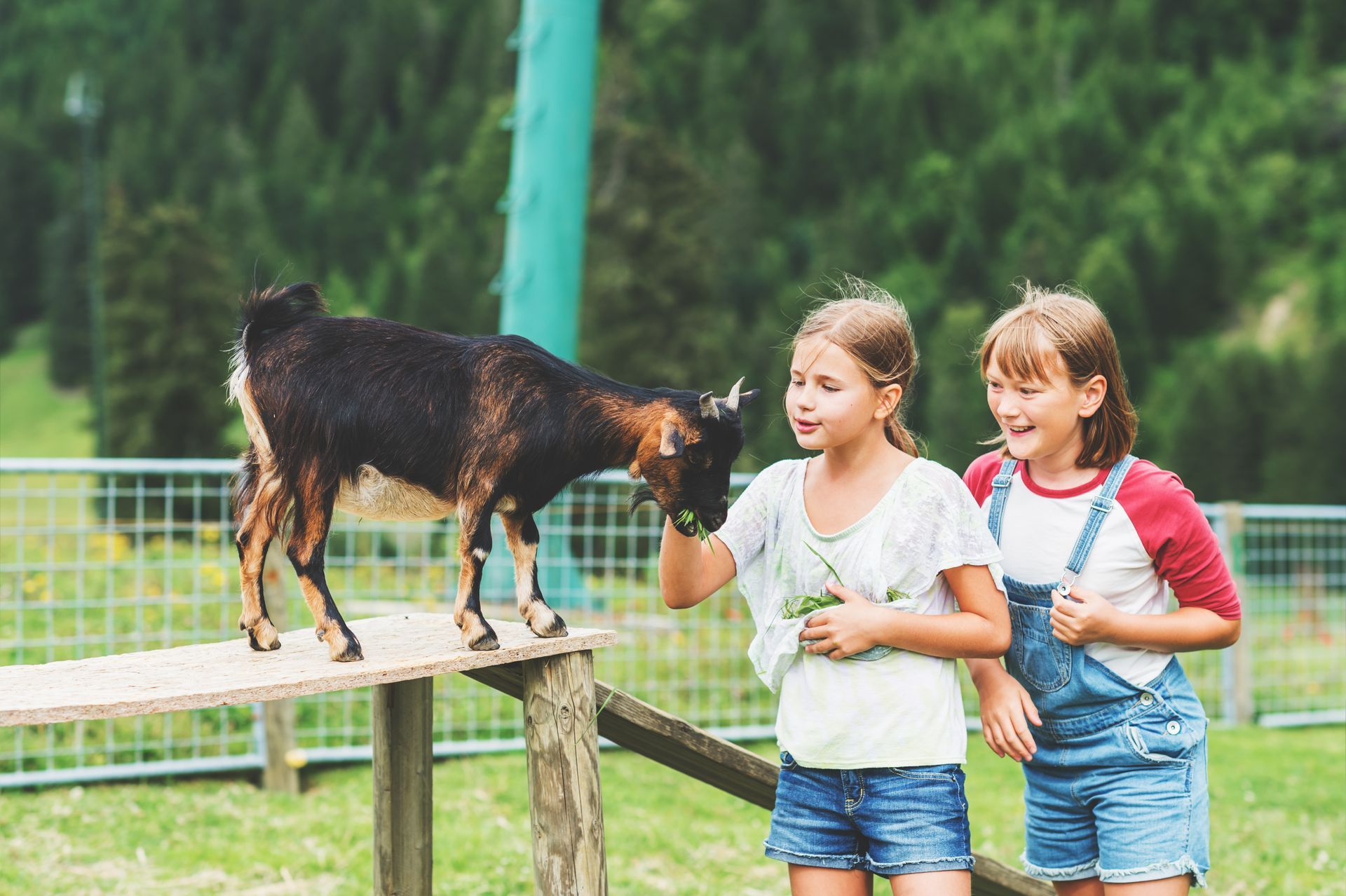 Two girls feed a goat on a wooden platform at a petting zoo. Forest in the background.