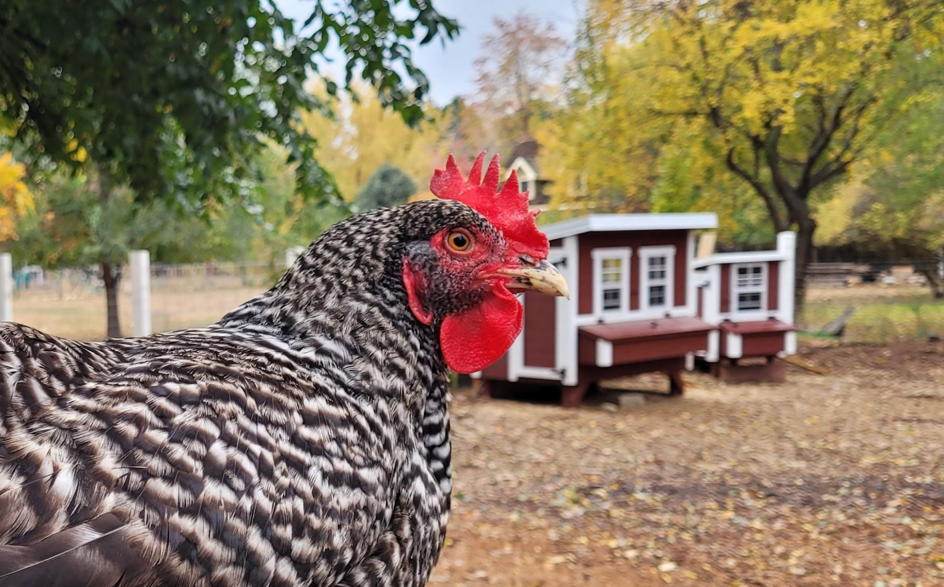Chicken with black and white feathers and red comb, coop in background, autumn leaves.