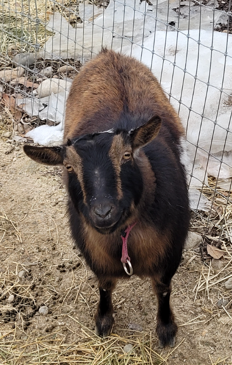 Brown and black goat standing outdoors, wearing a pink collar.