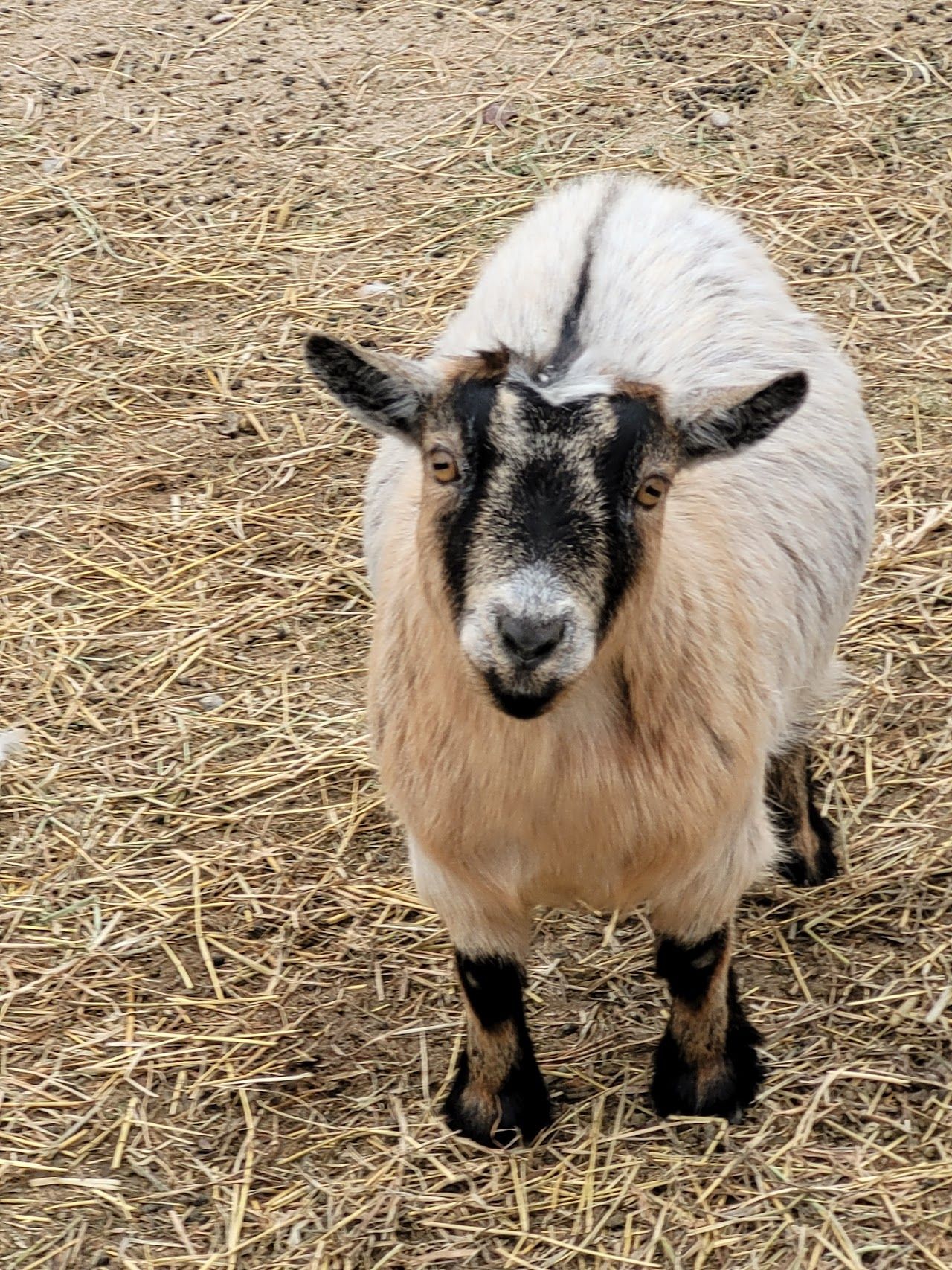 Goat with black and tan markings standing on straw.