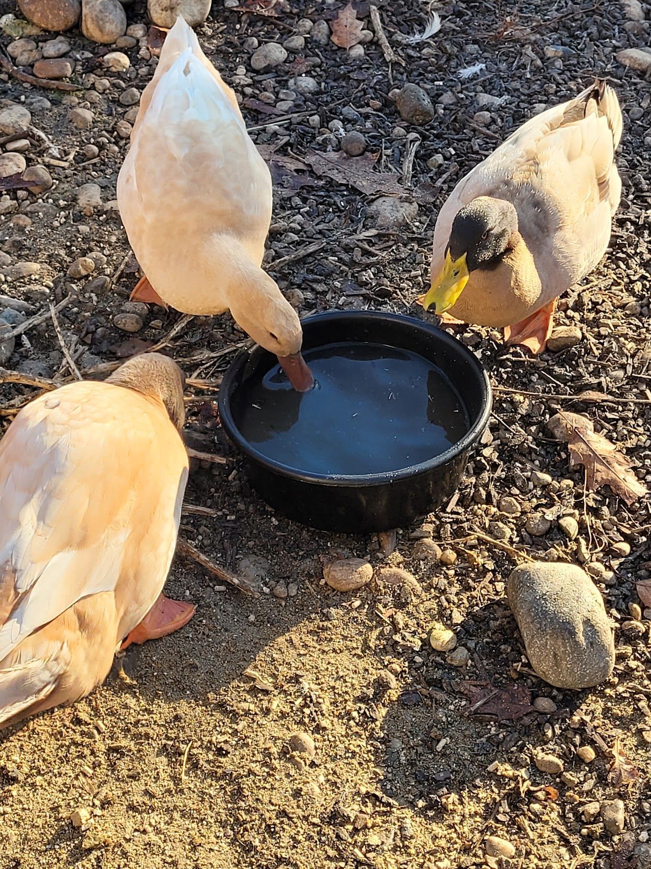 Three light-colored ducks drinking from a black water bowl on the ground.