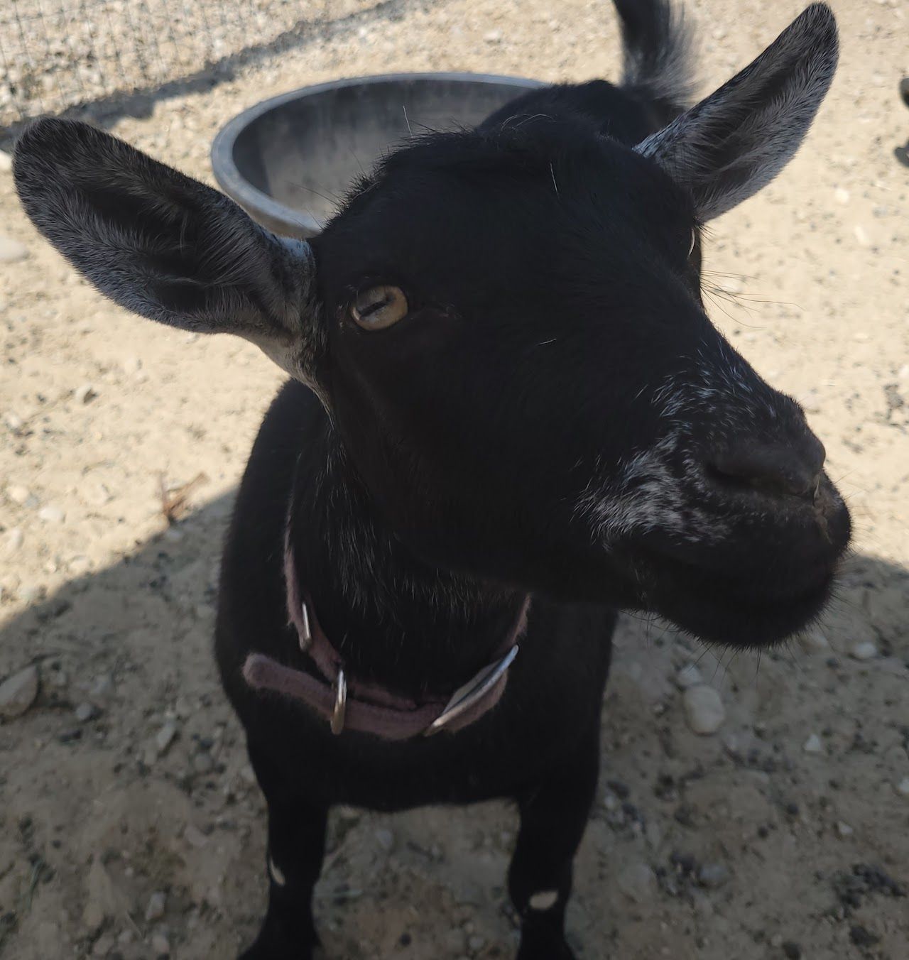 Black goat with collar looking at the camera.