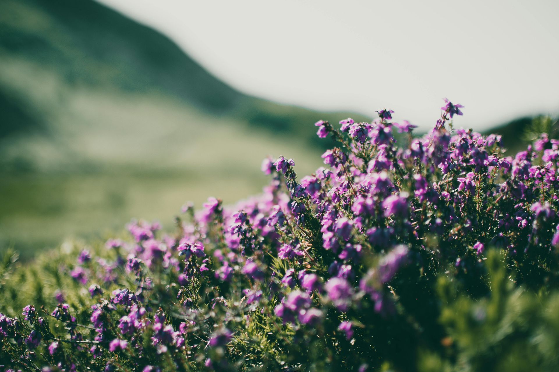 Purple heather flowers bloom in a field with a blurred green hill in the background.