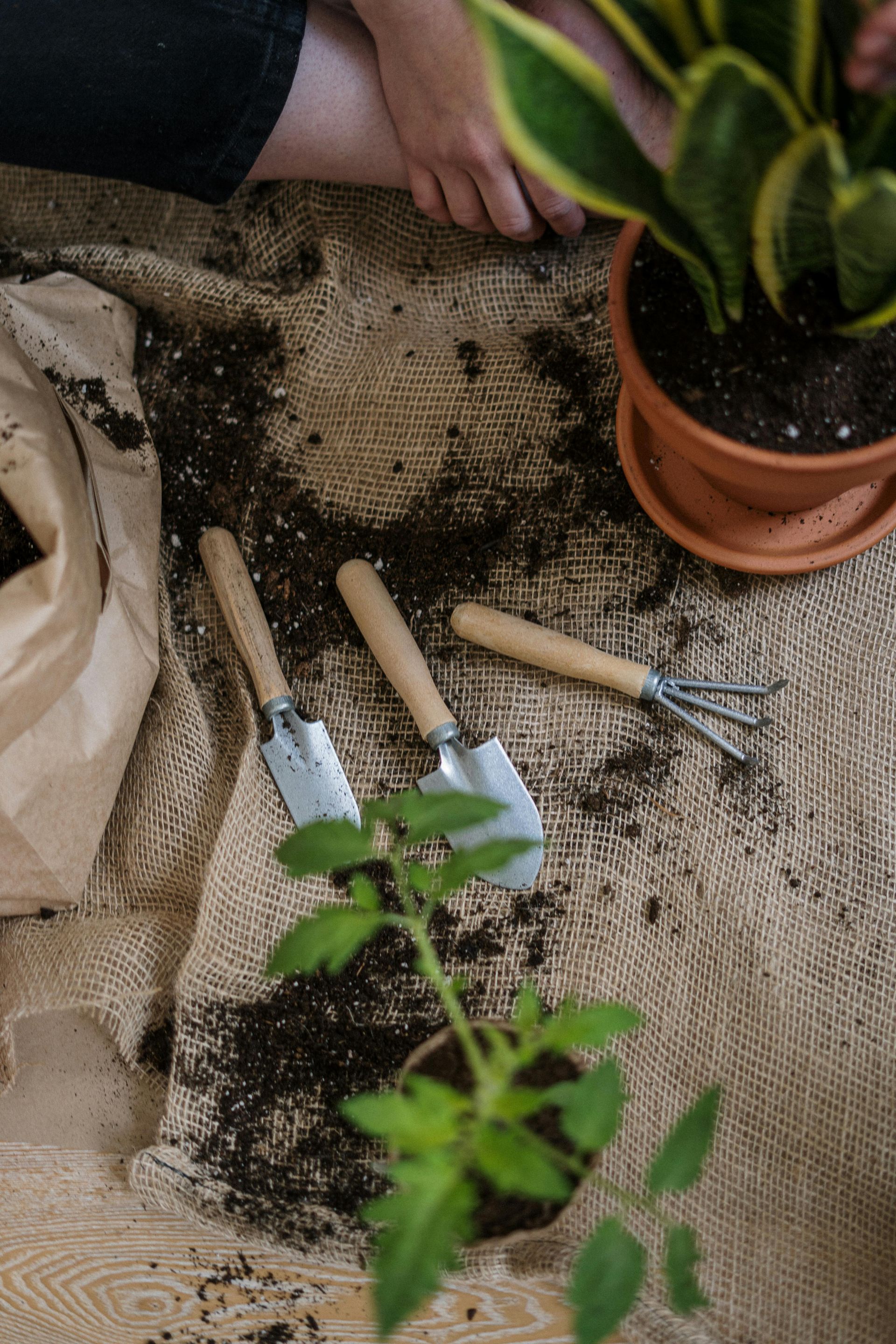 Person potting plants: tools, soil, tomato seedling, snake plant. Brown burlap.