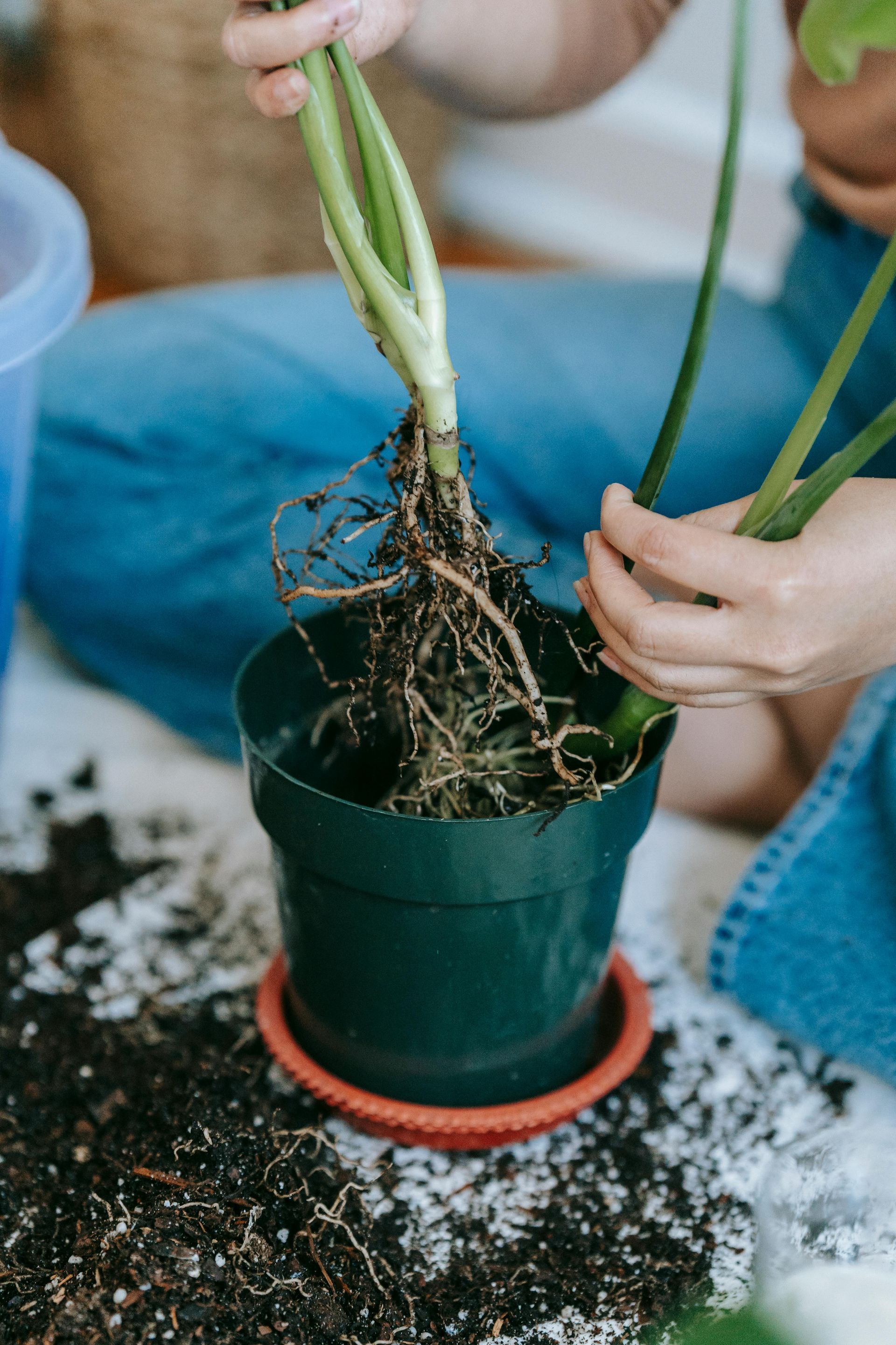 Person repotting a plant, holding the roots above a green pot; loose soil visible.