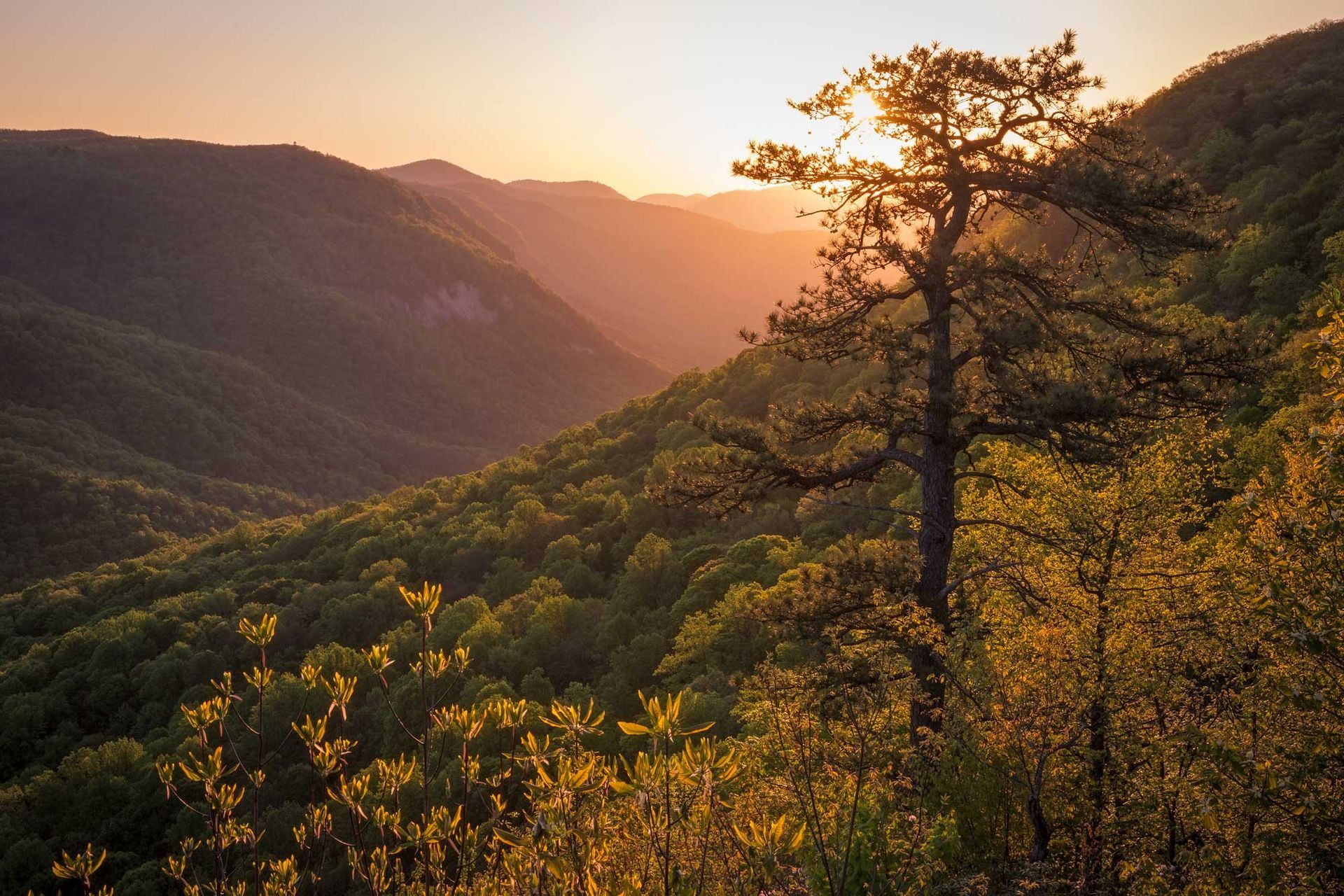 The sun is setting behind a tree in the mountains at Jones Gap State Park. Photo provided by Mac Stone.