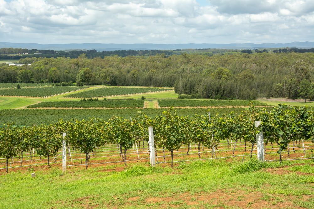 A View of A Vineyard with Trees in The Background on A Sunny Day — Acres 2 Mow in Cessnock, NSW