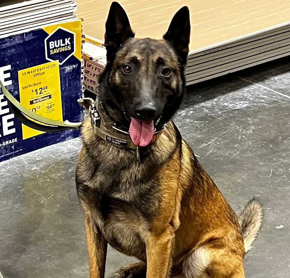German shepherd sitting indoors on a store floor, panting with tongue out