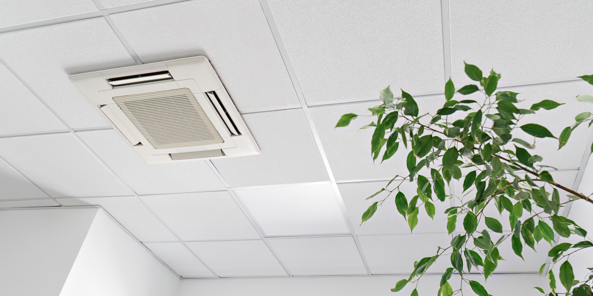 Office ceiling with a white vent and a green leafy plant in the corner