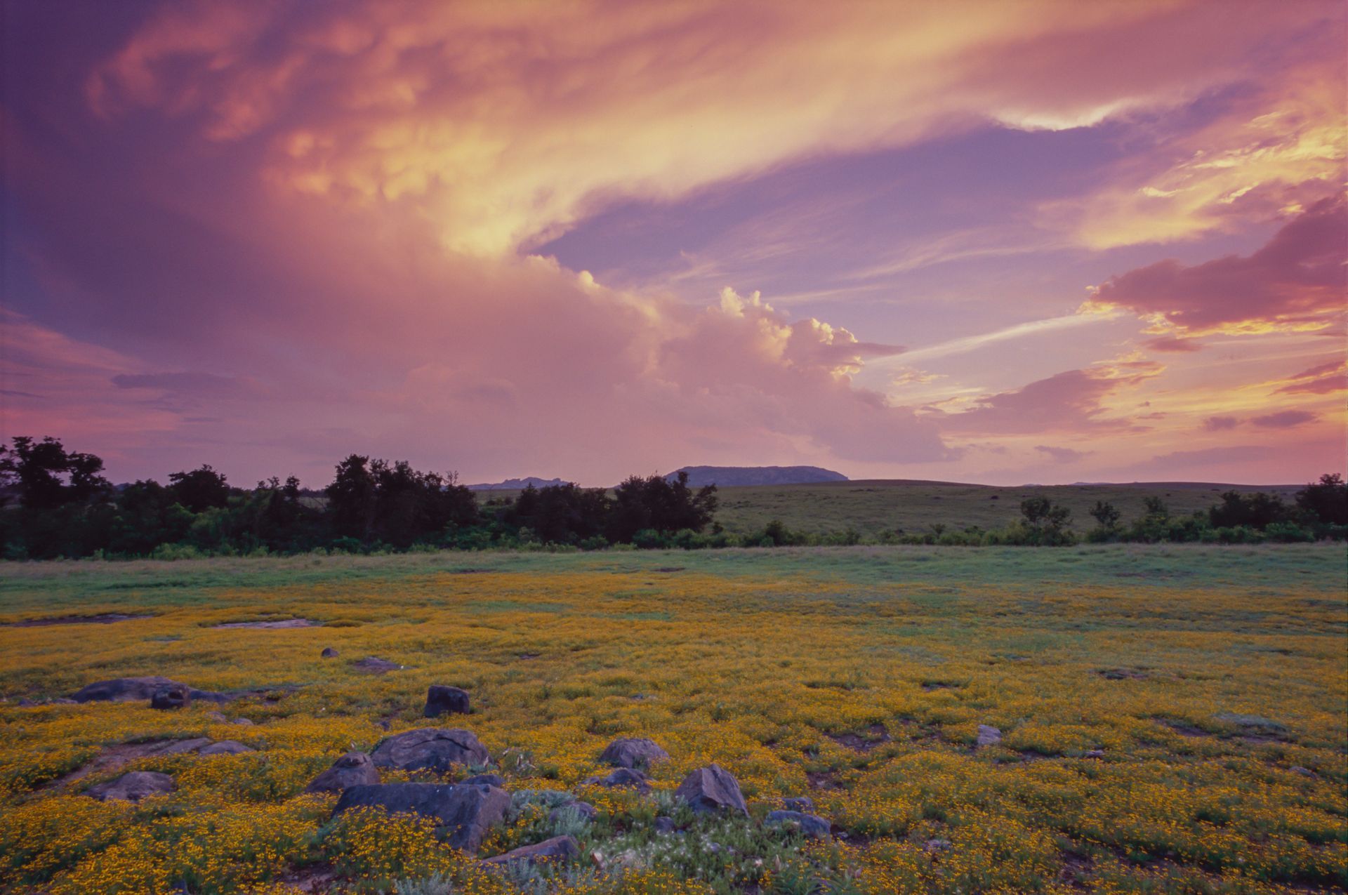 A field of yellow flowers with a purple sky in the background.