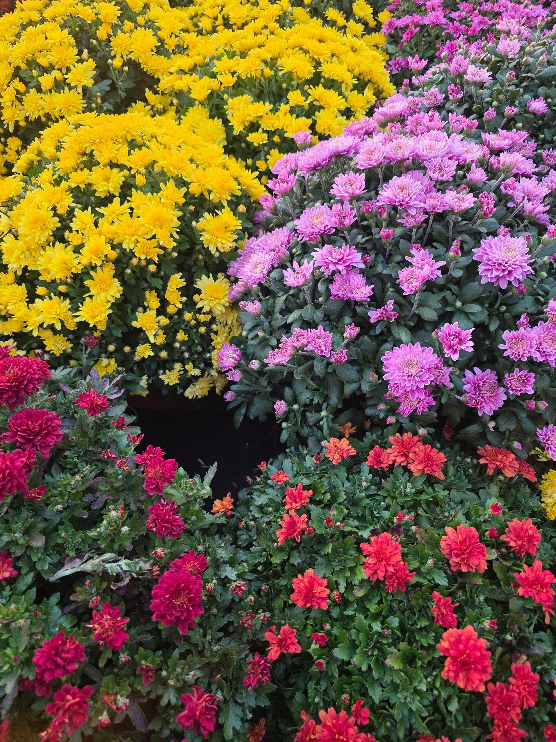 Scoop of soil - Winning Touch Nursery