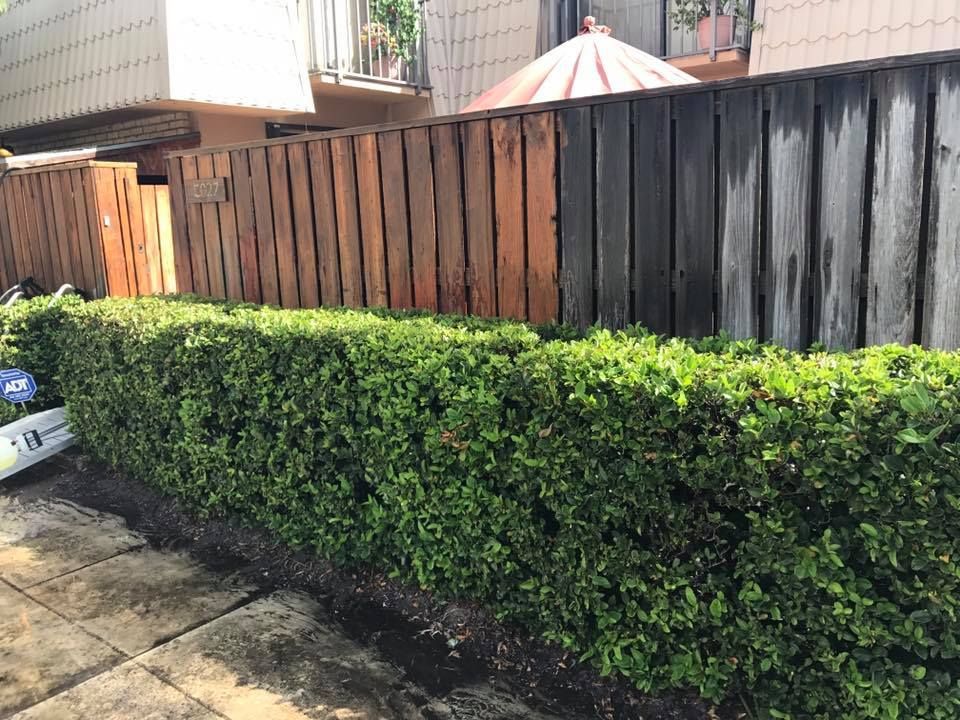 A hedge of green bushes lines a sidewalk, with a wooden fence in shades of brown behind it.