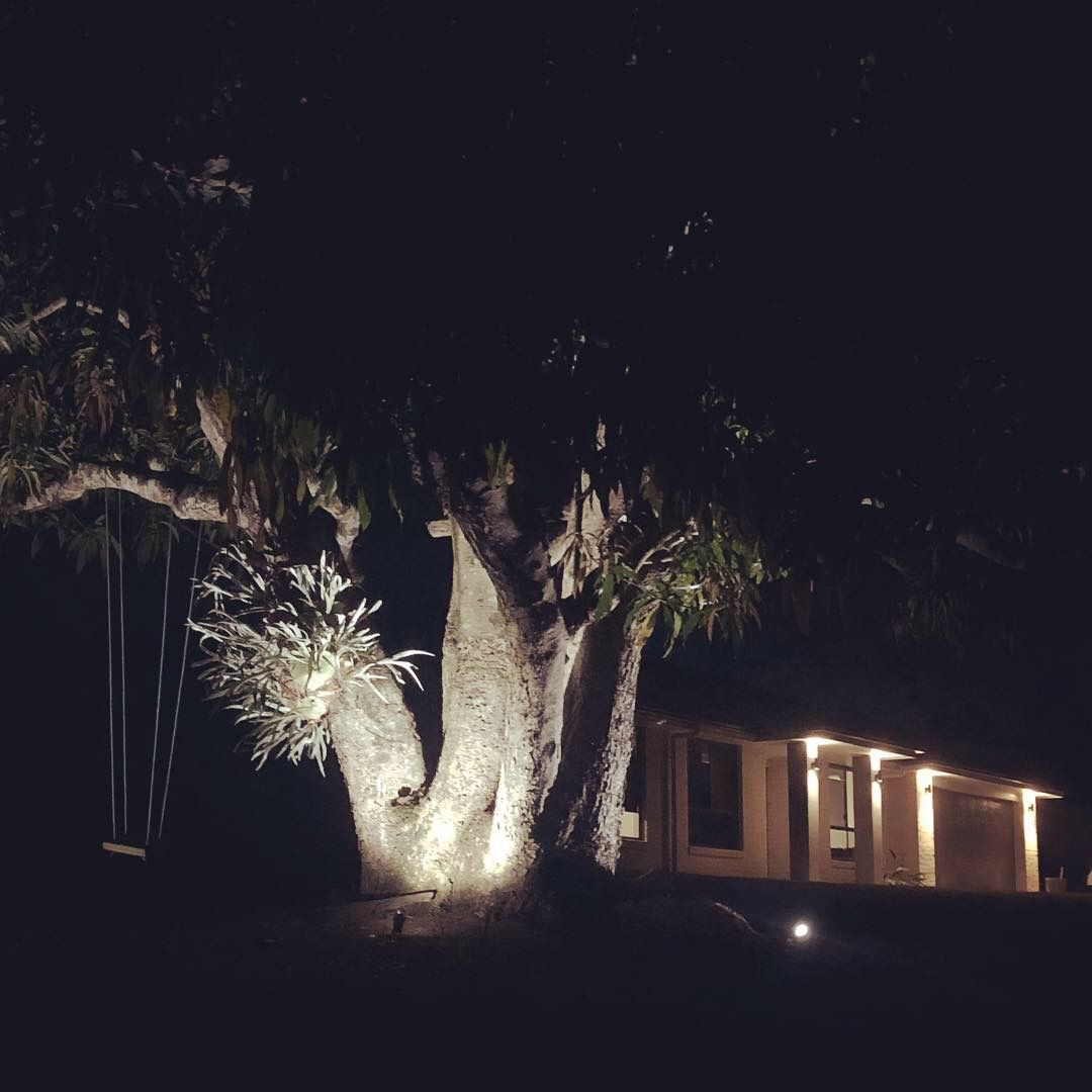 Nighttime Scene: Tree With Spotlights — Higgins Electrical in Aura, QLD