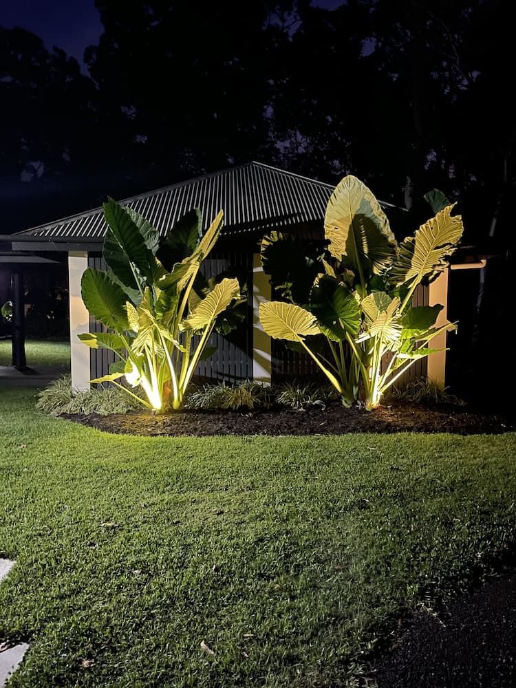 Nighttime Scene With Illuminated Tropical Plants in Front of a Pergola on a Grassy Lawn — Higgins Electrical in Palmwoods, QLD