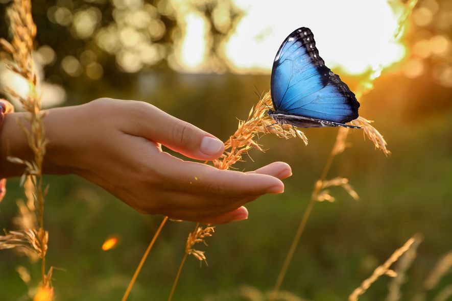 Hand reaching toward a blue butterfly in a sunlit meadow at sunset