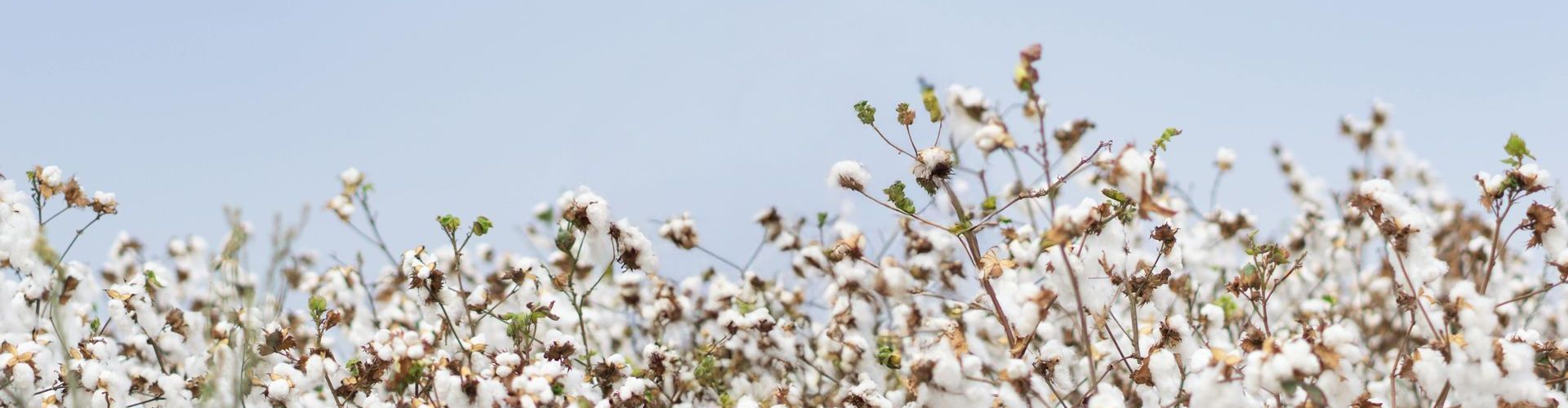 A field of cotton flowers against a blue sky