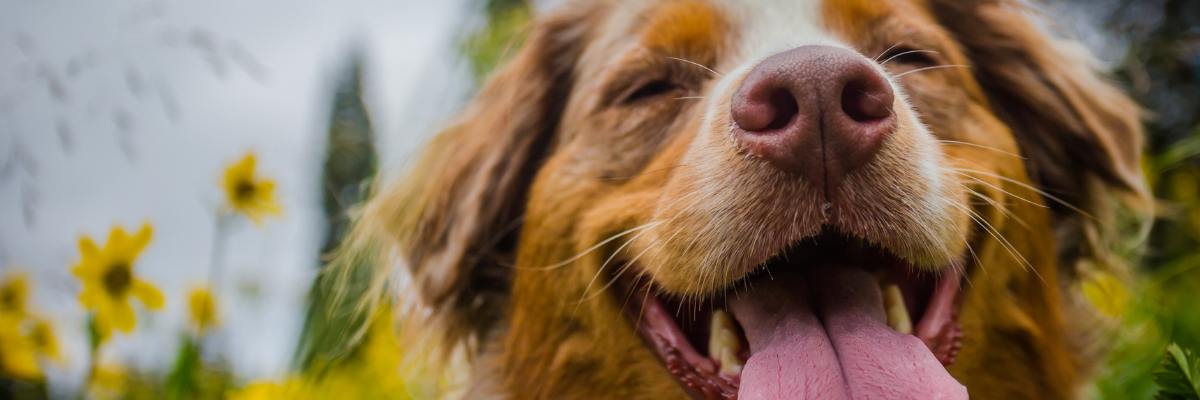 happy dog tongue out in Lake Tahoe California