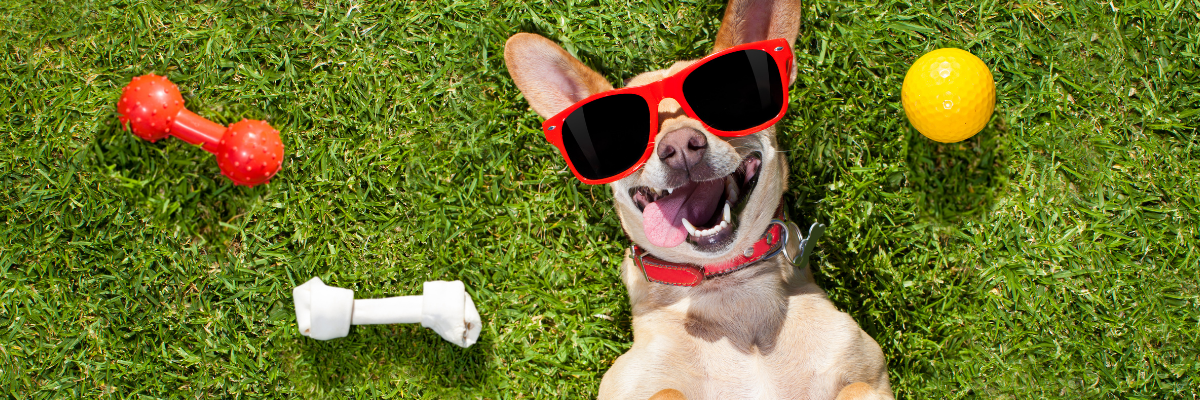 happy dog outside rolling in grass in Lake Tahoe