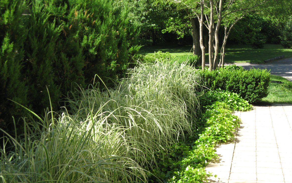 Hillside Drive Garden