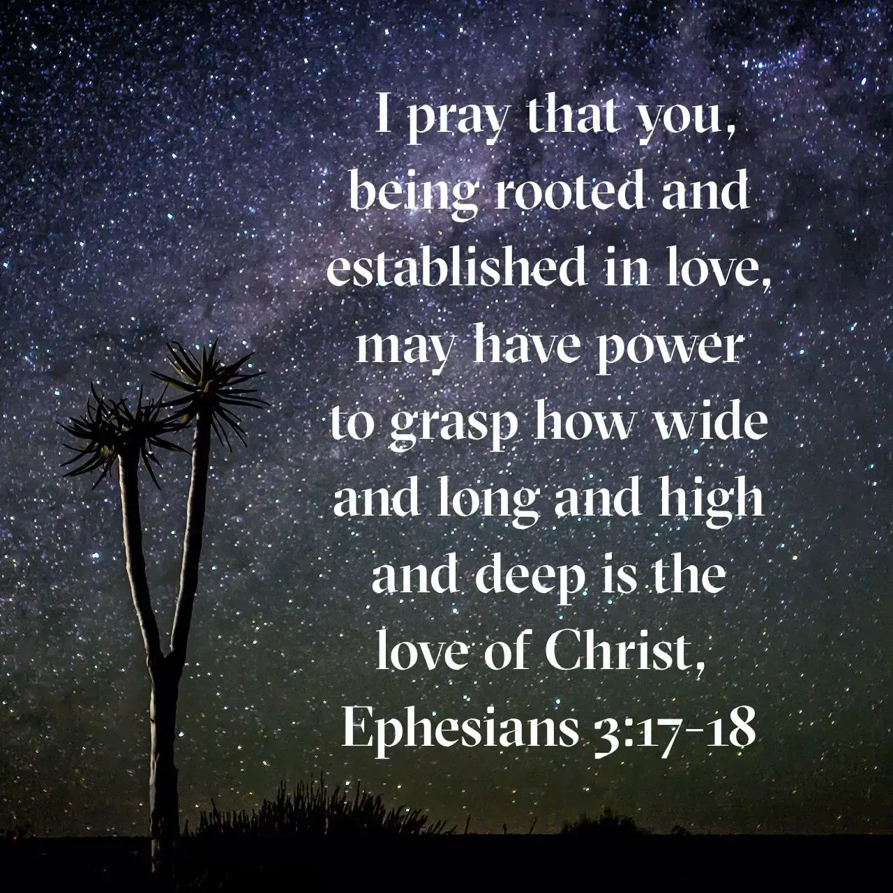 Image of a dark sky full of stars with a cactus on one side and the scripture Ephesians 3:17 on the other