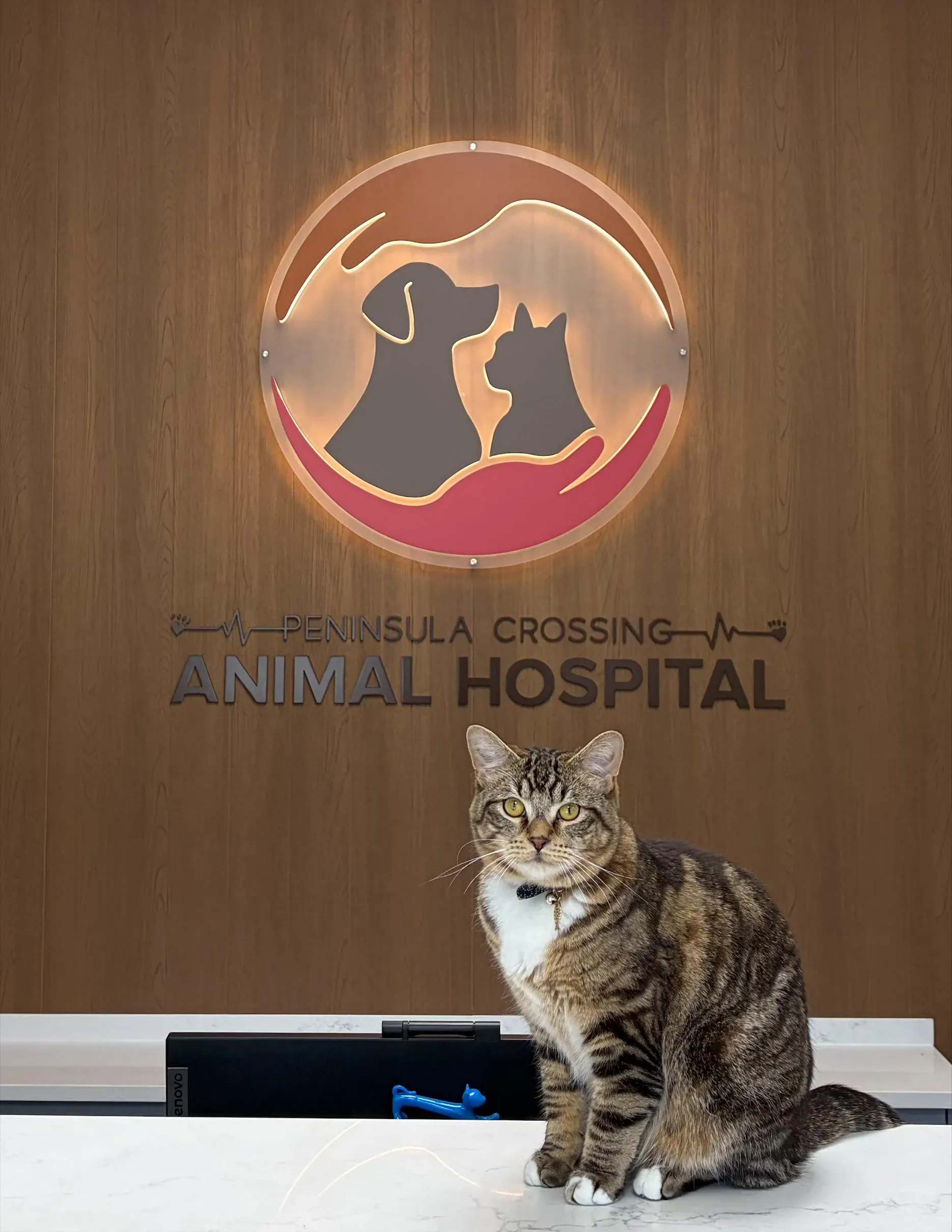 Whiskey, resident cat managing the office and overseeing staff at Peninsula Crossing Animal Hospital in South Surrey, BC
