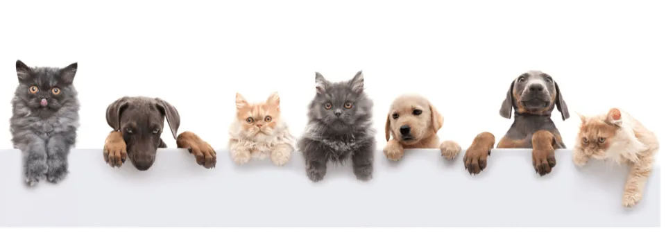 happy cats and dogs at White Rock veterinarian clinic