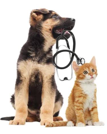 kitten and puppy at Surrey animal hospital, holding a veterinarian stethoscope