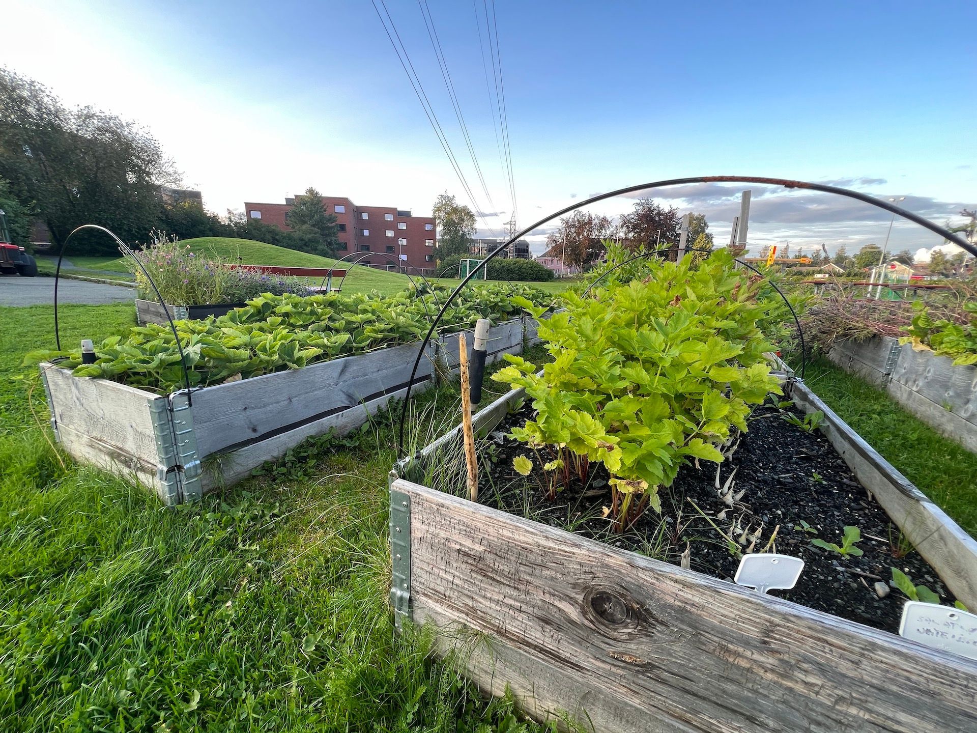 Fellesskapshage med hevede bed og planter i tre under en blå himmel.