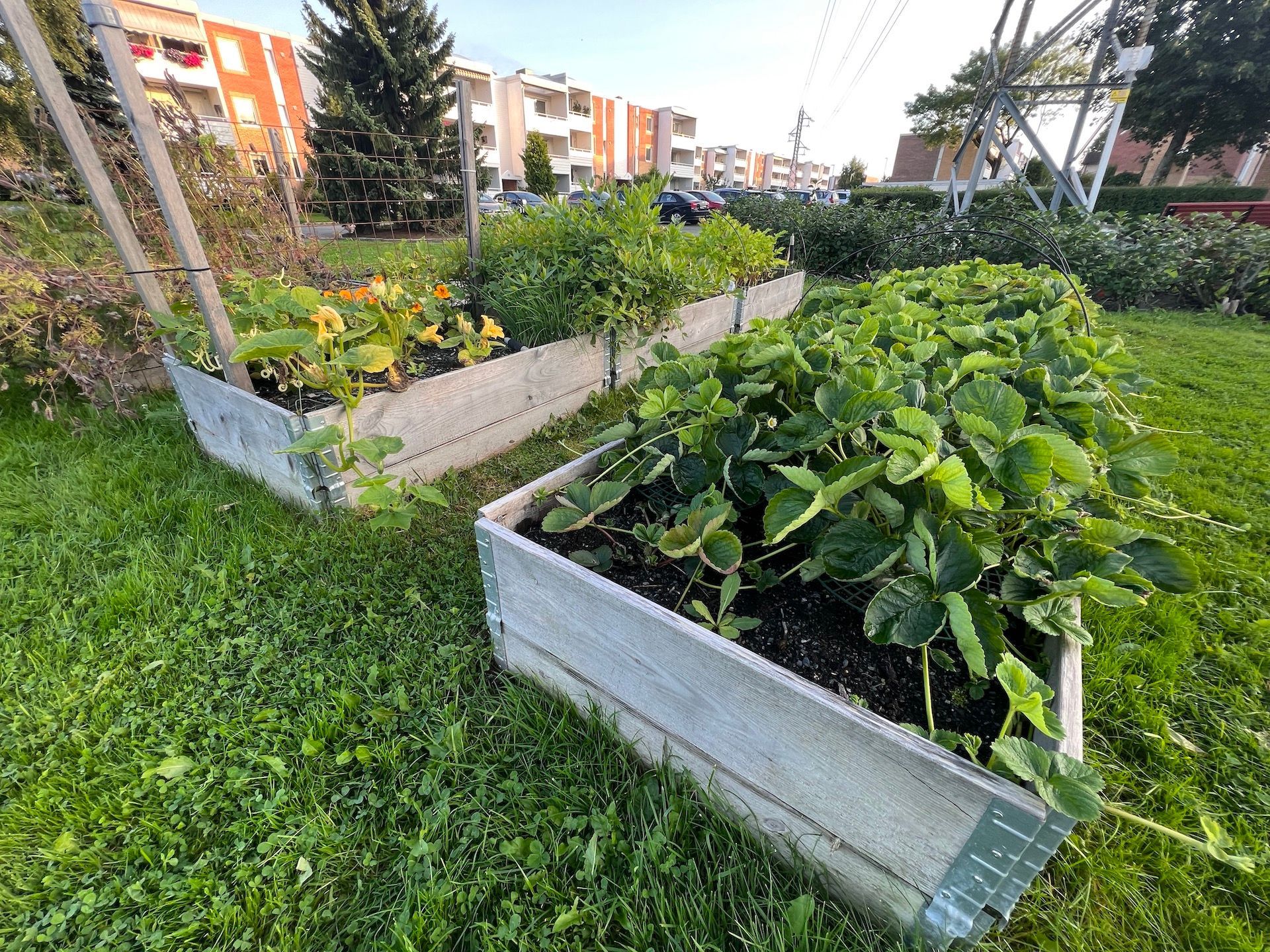Hevede hagebed i et gresskledd område, fylt med forskjellige grønne planter.