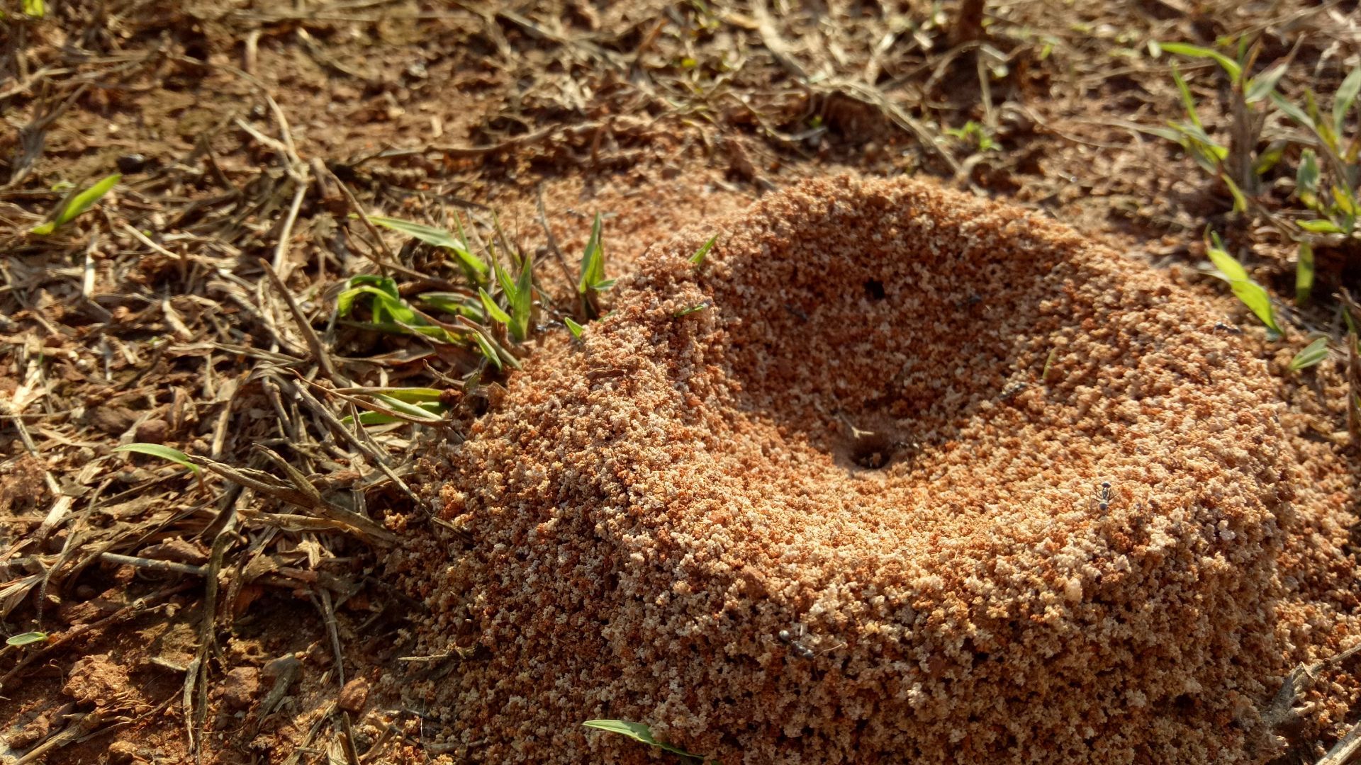 A small, brown ant hill with a central opening sits on dirt and grass.