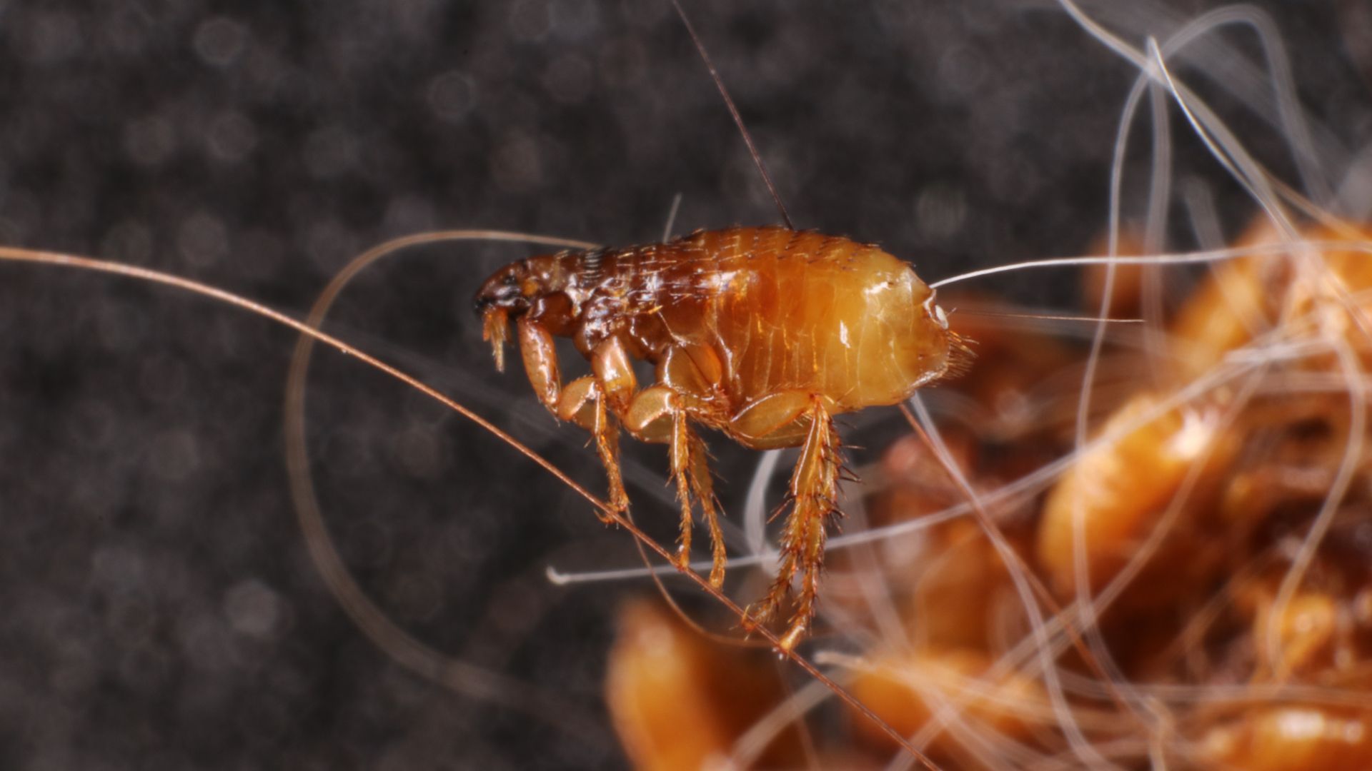 Close-up of a brown flea with long antennae and strong legs clinging to a tangled, light-colored surface.